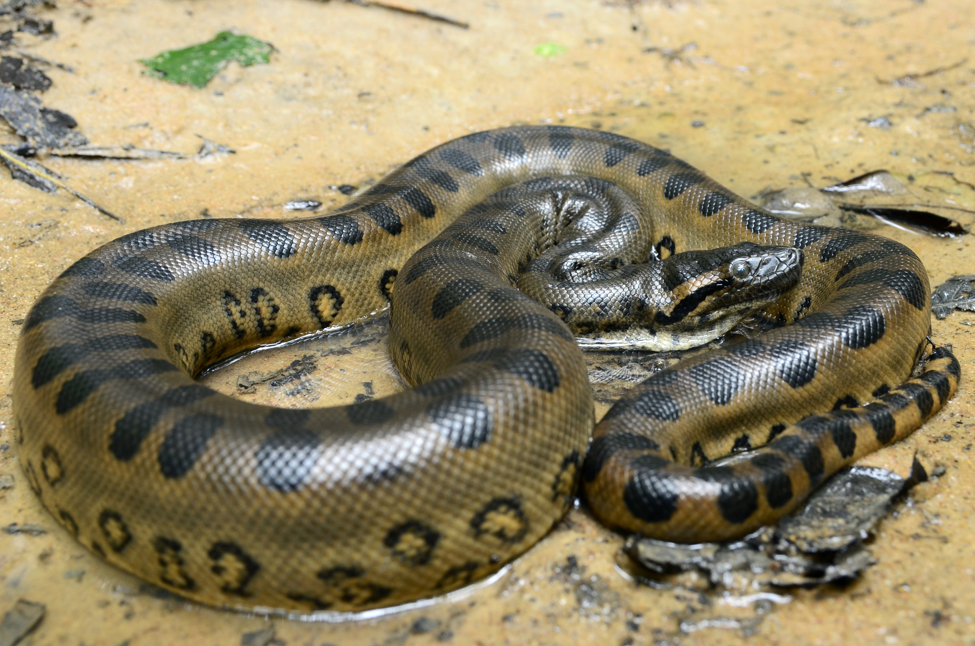 16-facts-about-anaconda