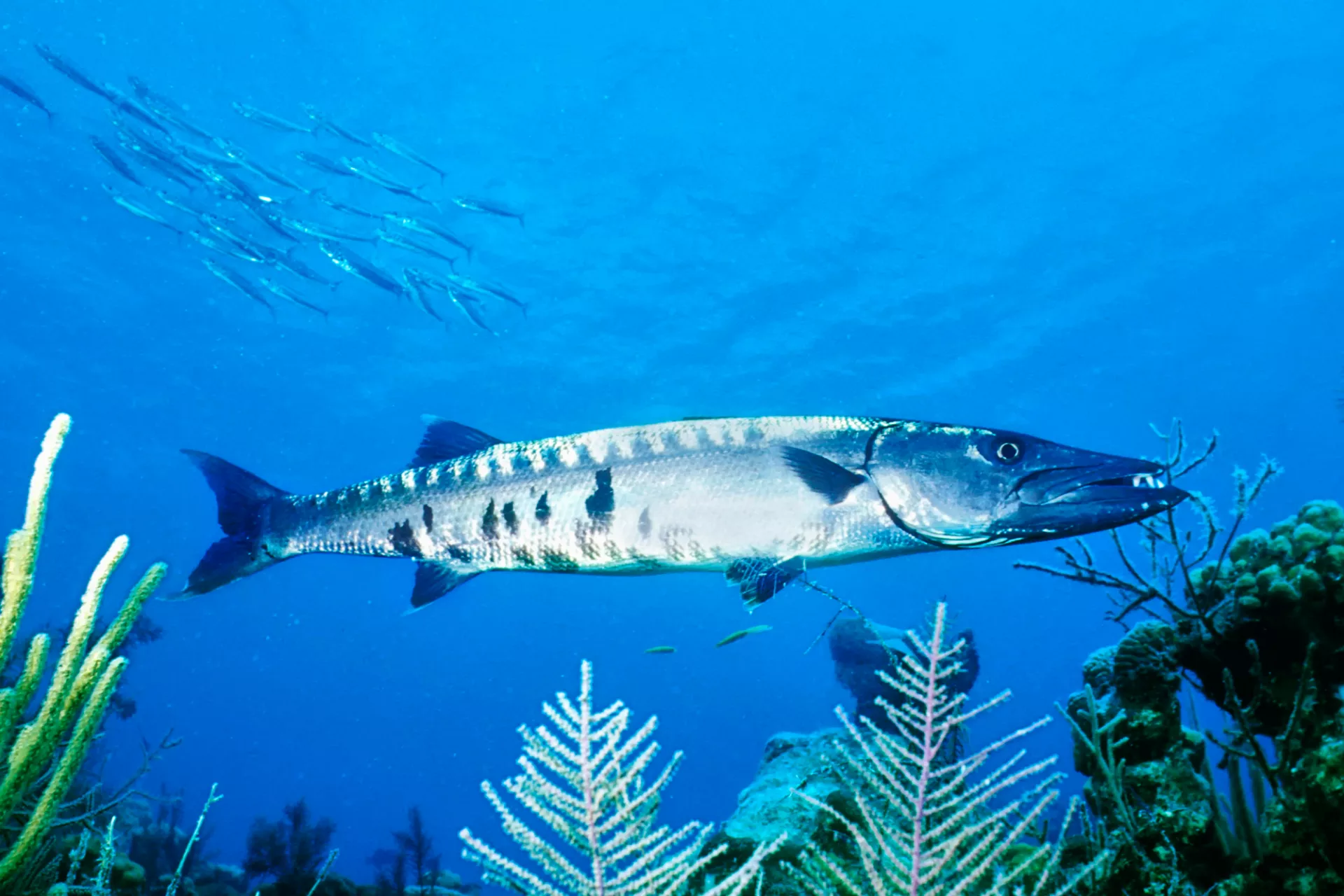 16-facts-about-barracudas