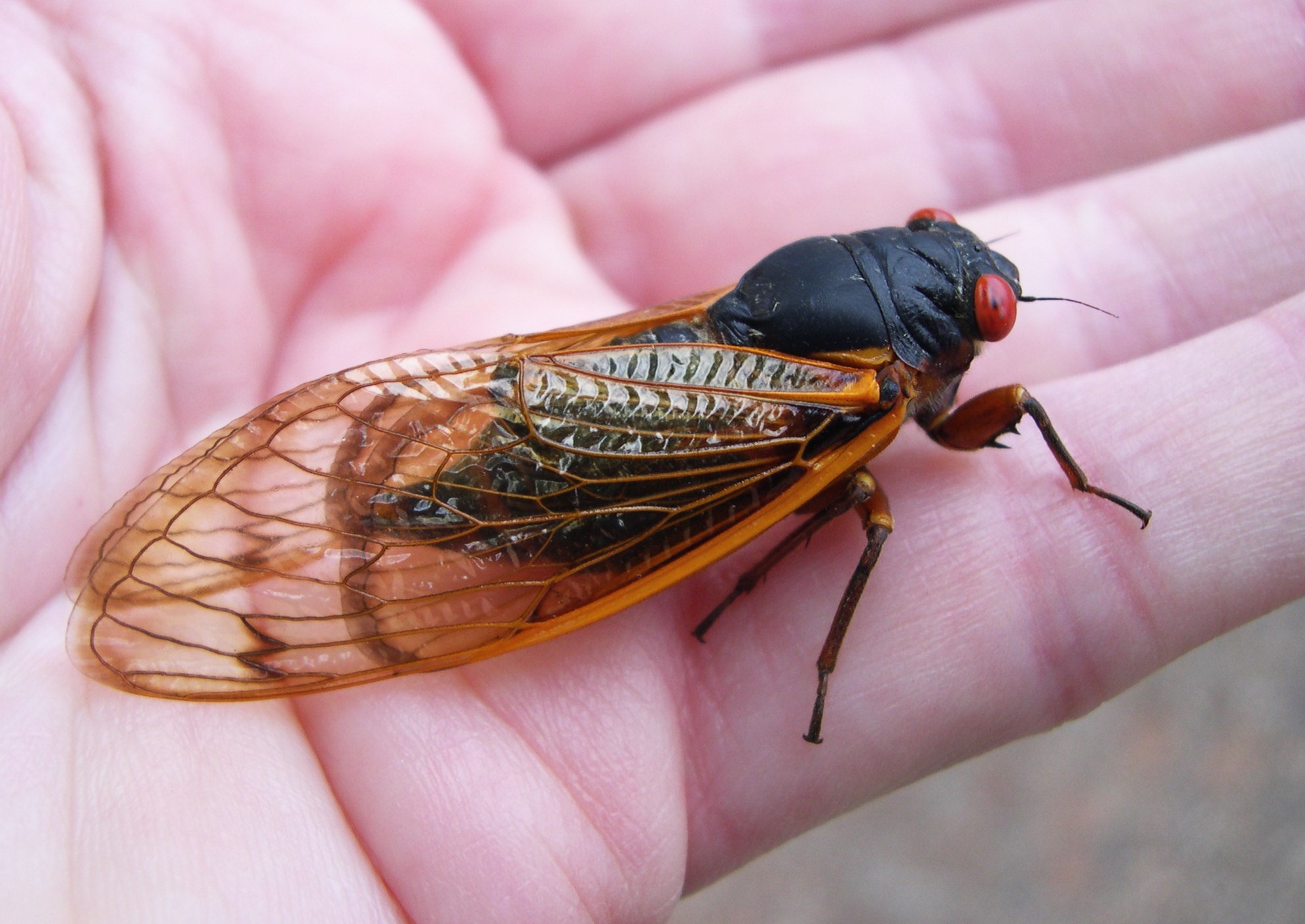 16-facts-about-cicadas