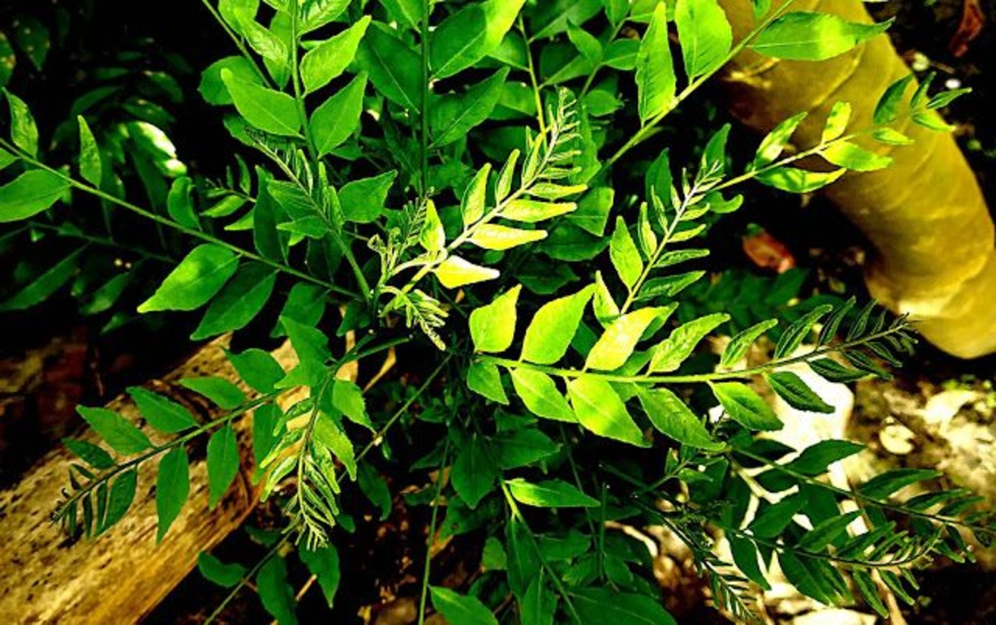 16-facts-about-curry-leaves