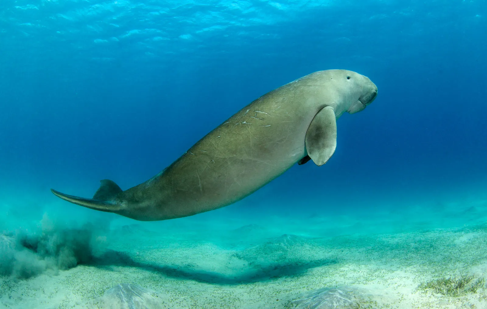 16-facts-about-dugongs