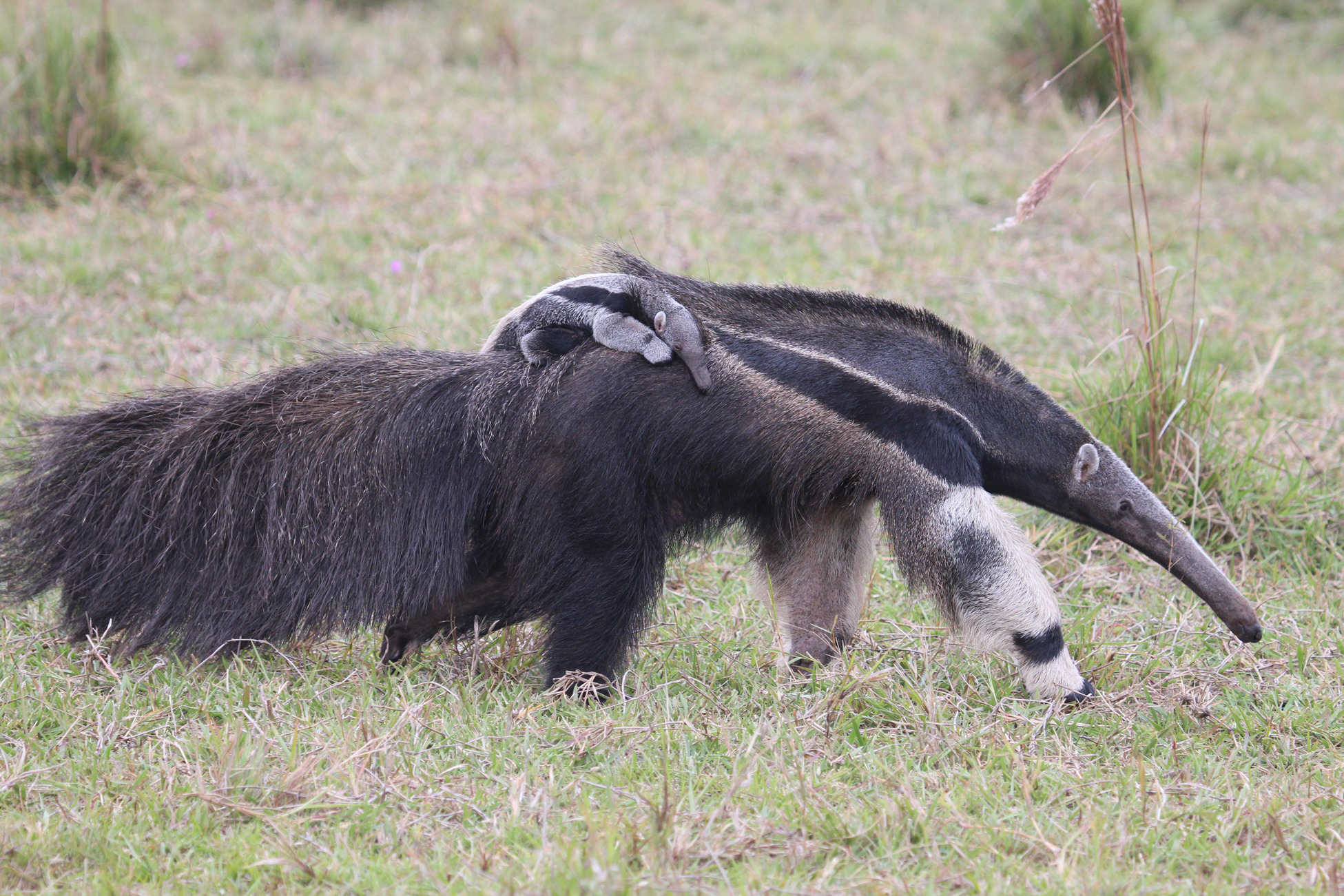 16-facts-about-giant-anteater