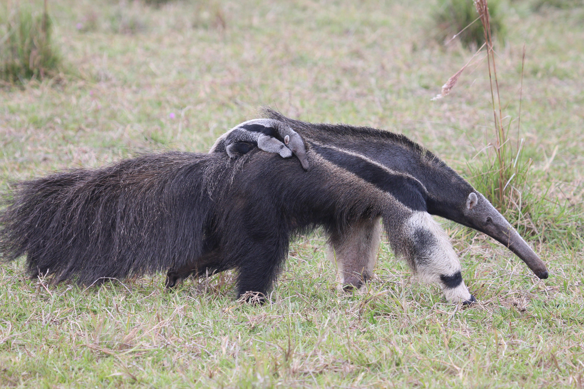 giant anteater size