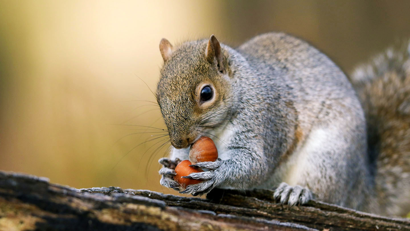 16-facts-about-grey-squirrel