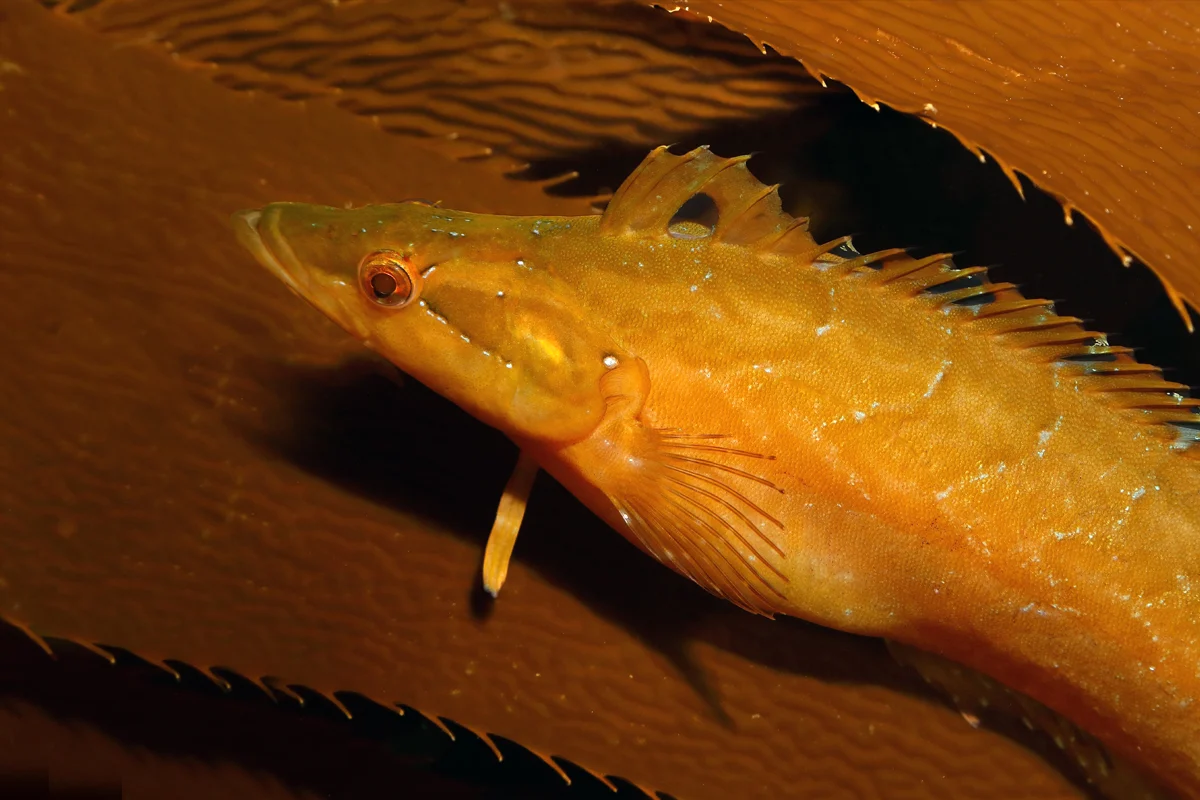 16-facts-about-kelpfish