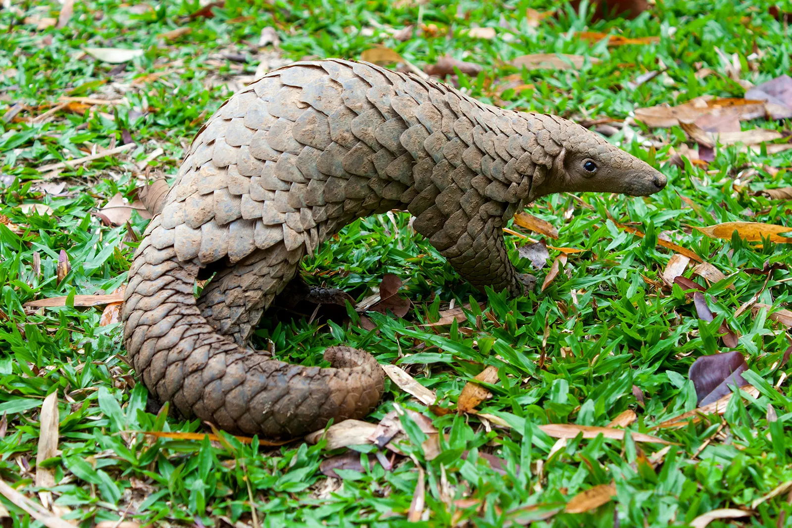 16 Facts About Pangolin Facts