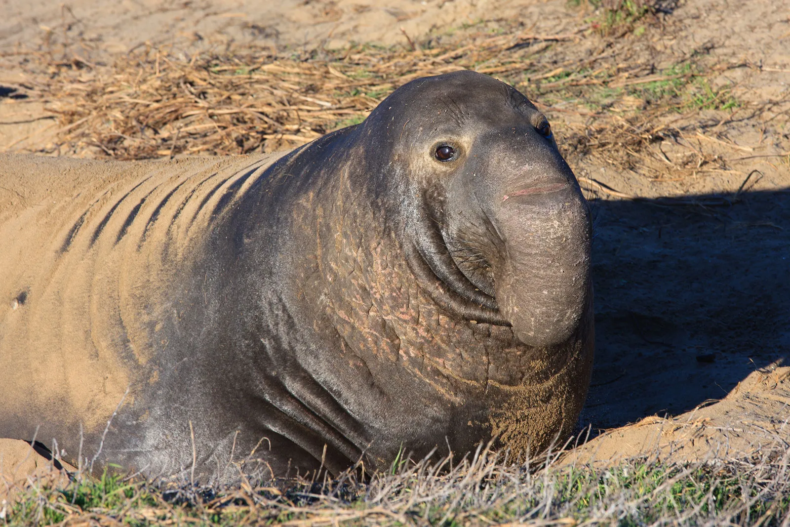 16-facts-about-pinniped