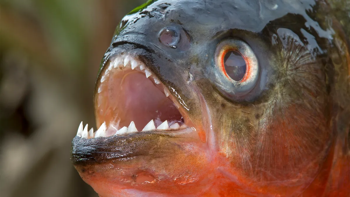 16-facts-about-piranha