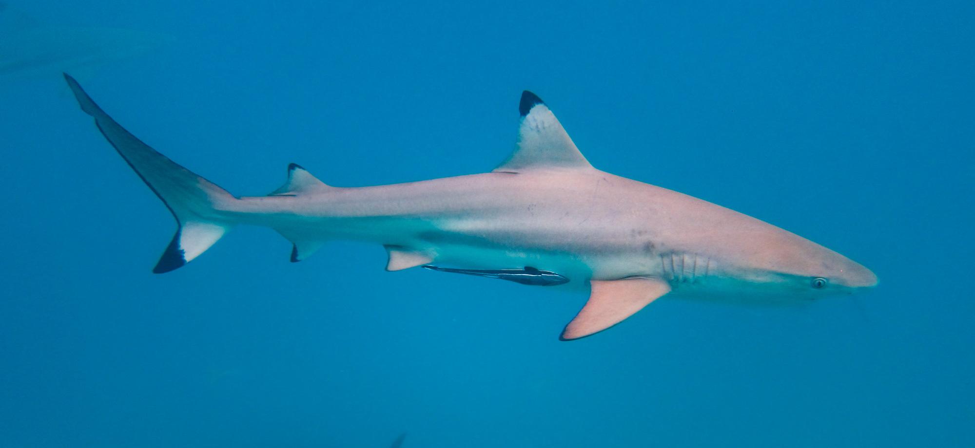 Efforts to Bring Back the Caribbean Reef Shark May Become a