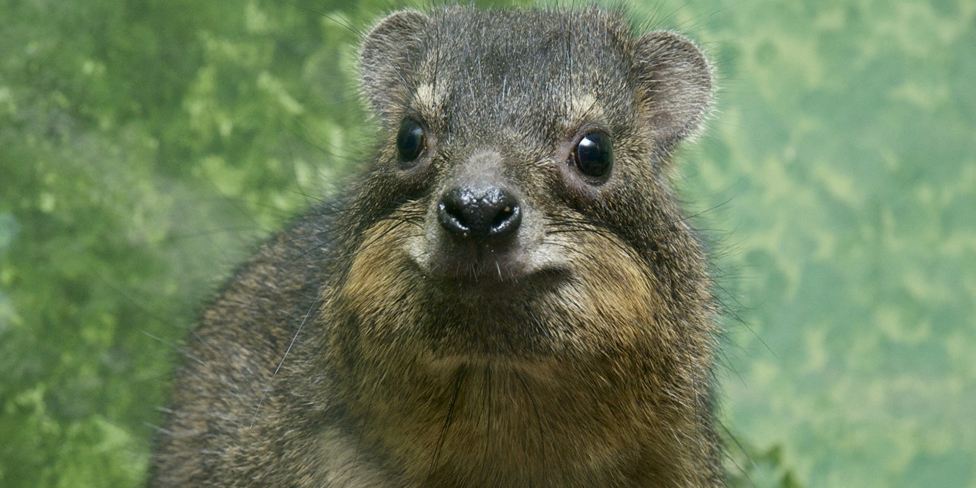 16-facts-about-rock-hyrax