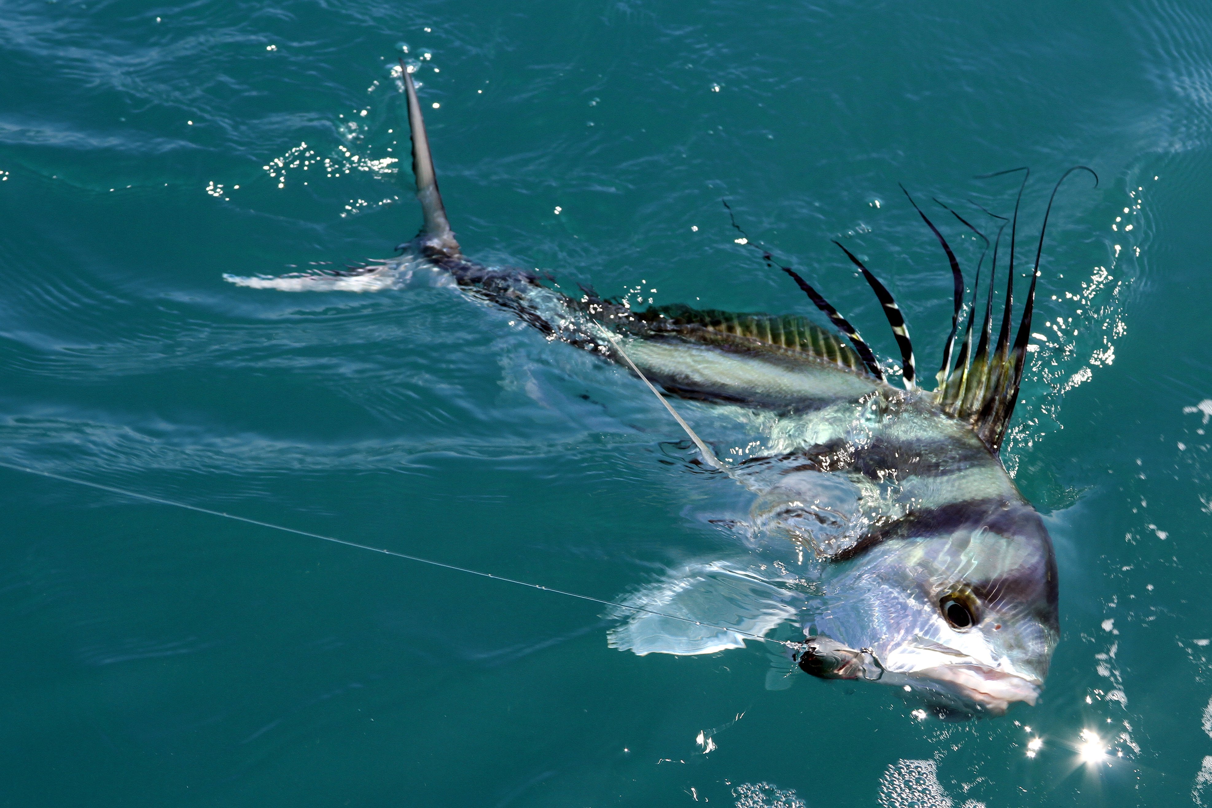 16-facts-about-roosterfish