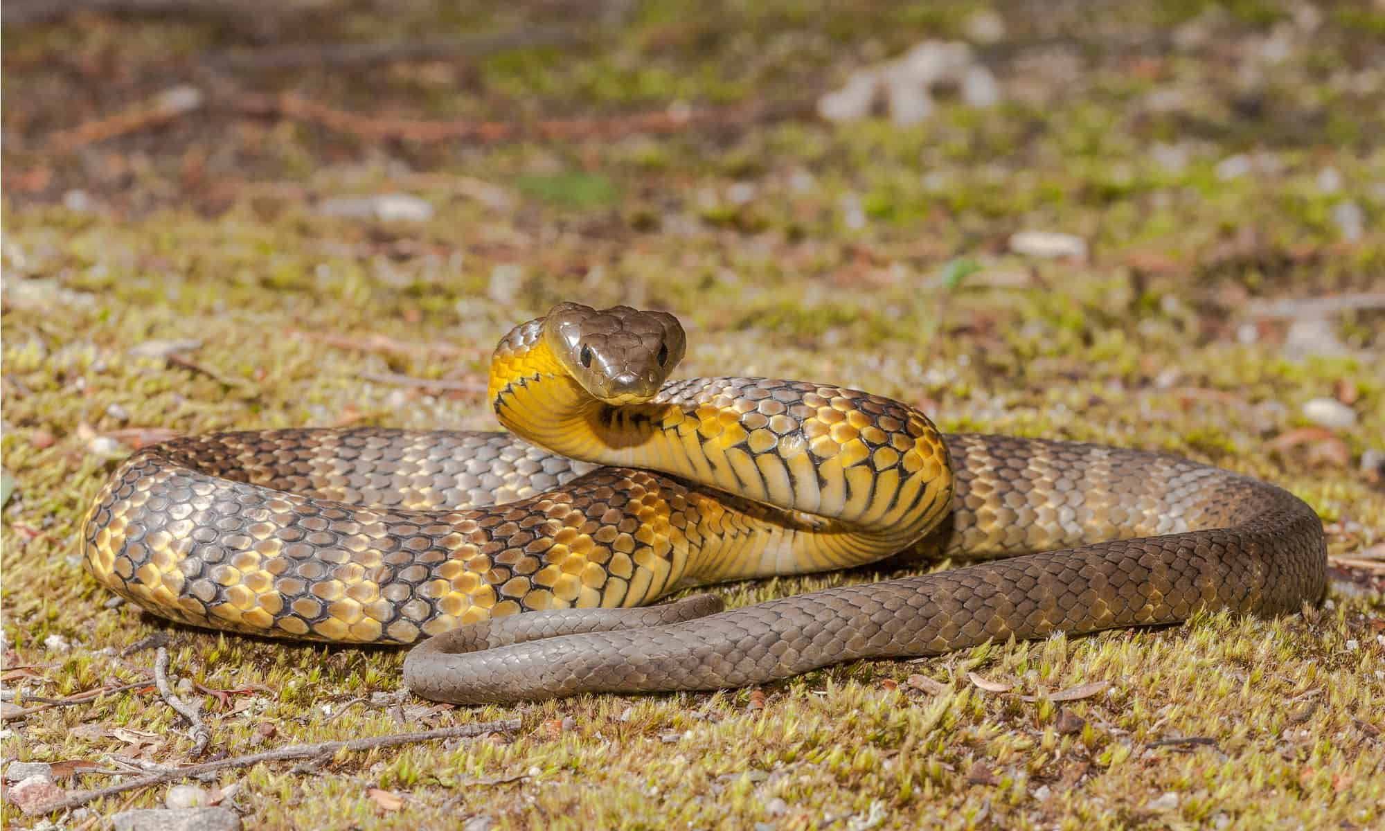 16-facts-about-tiger-snake