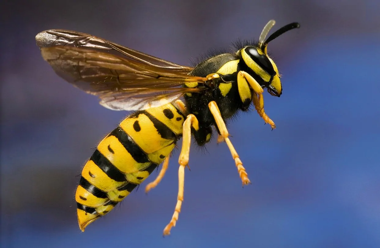 16-facts-about-wasps