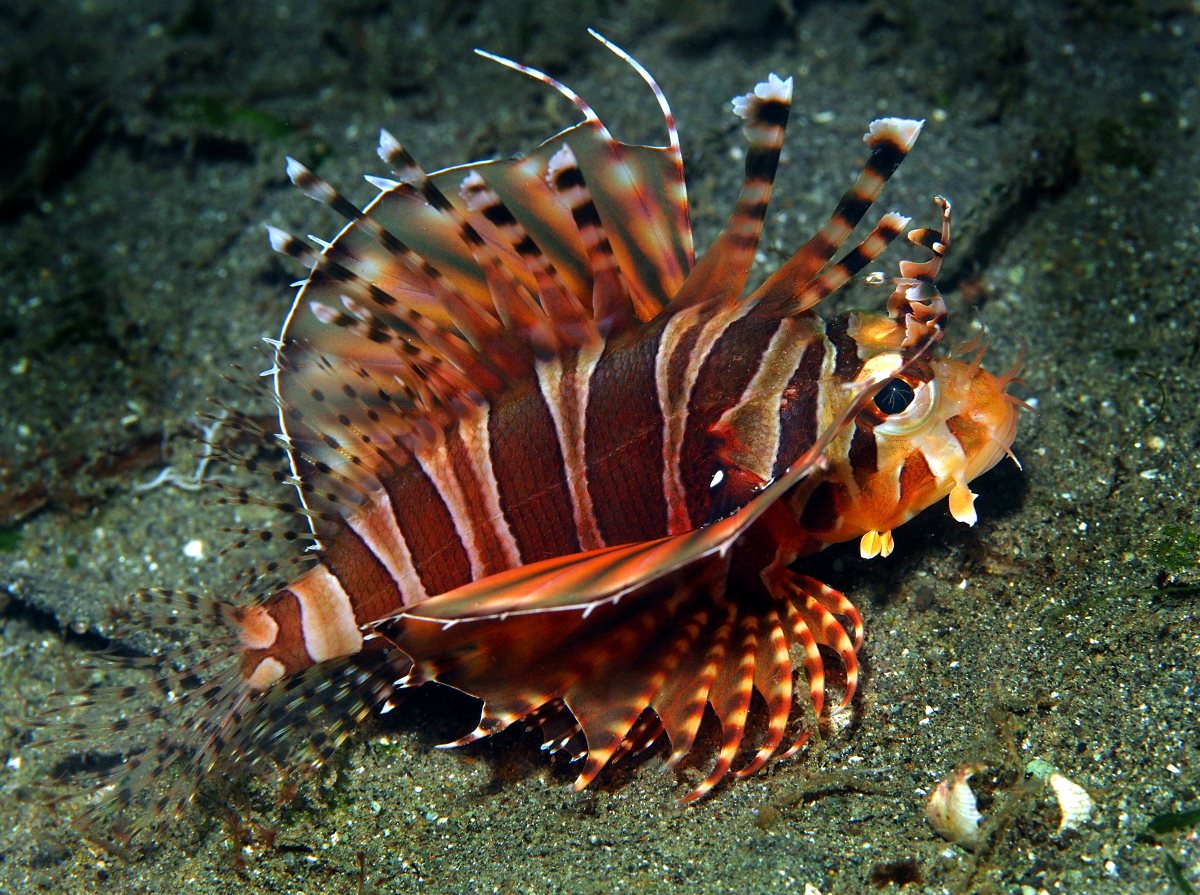 30 Spectacular Lionfish Facts That Will