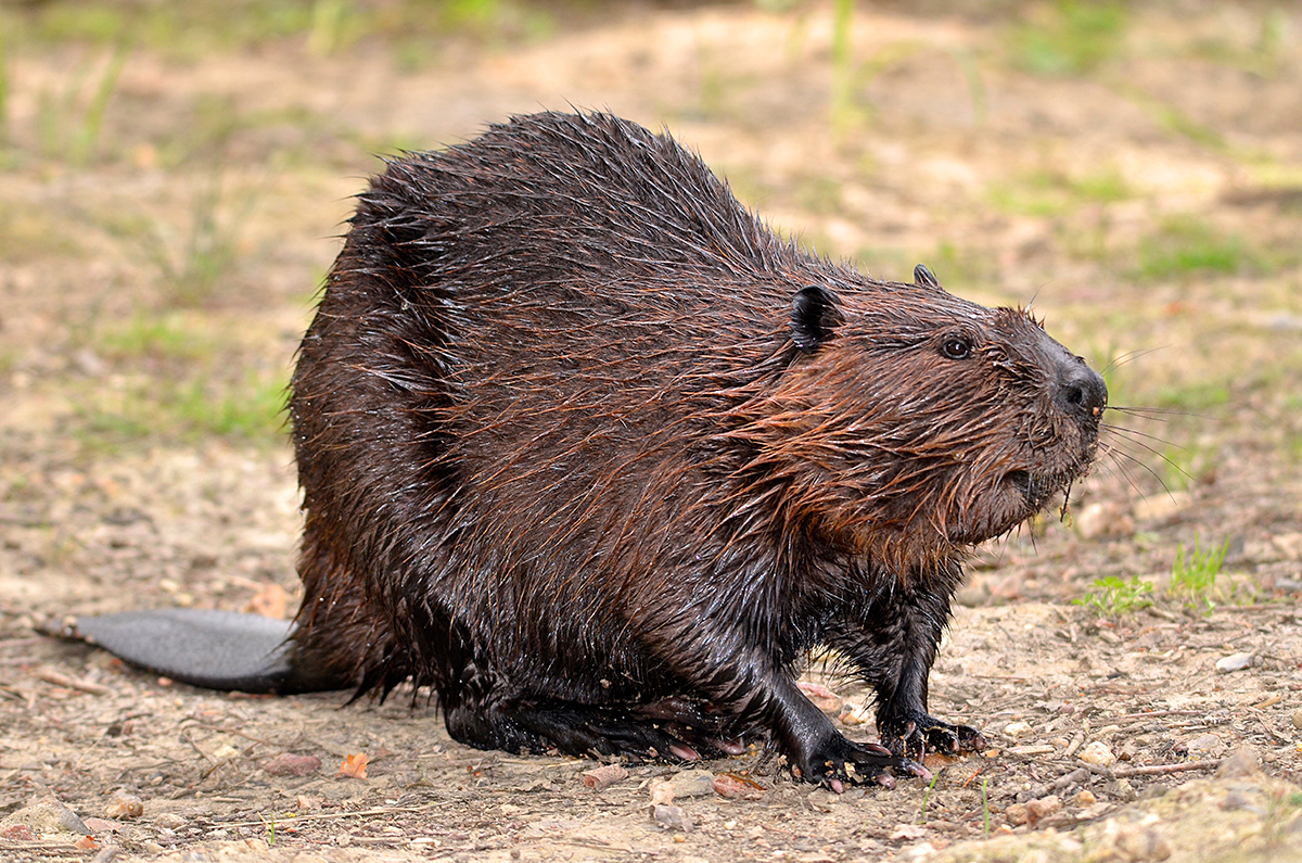 17-facts-about-beaver