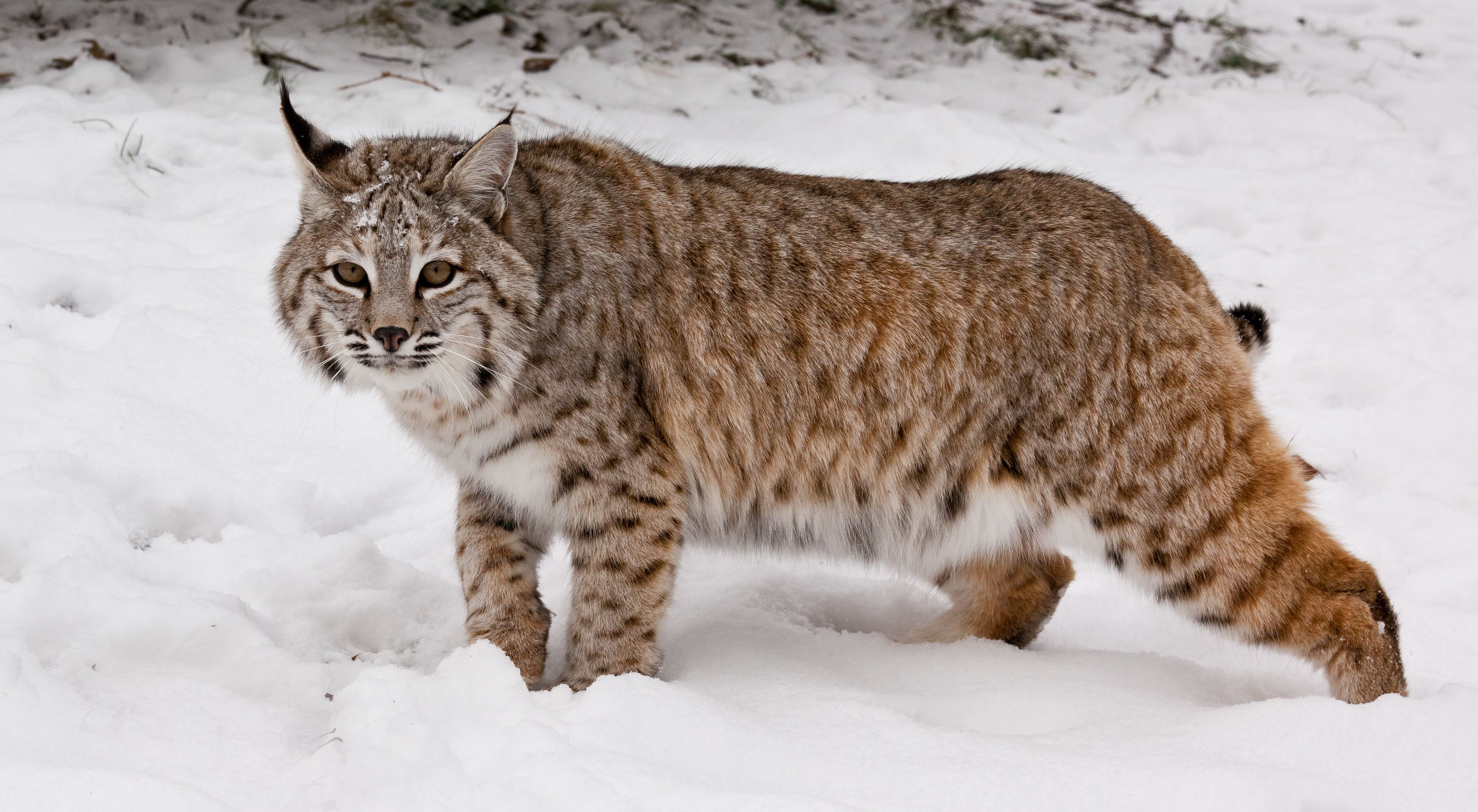 17-facts-about-bobcat
