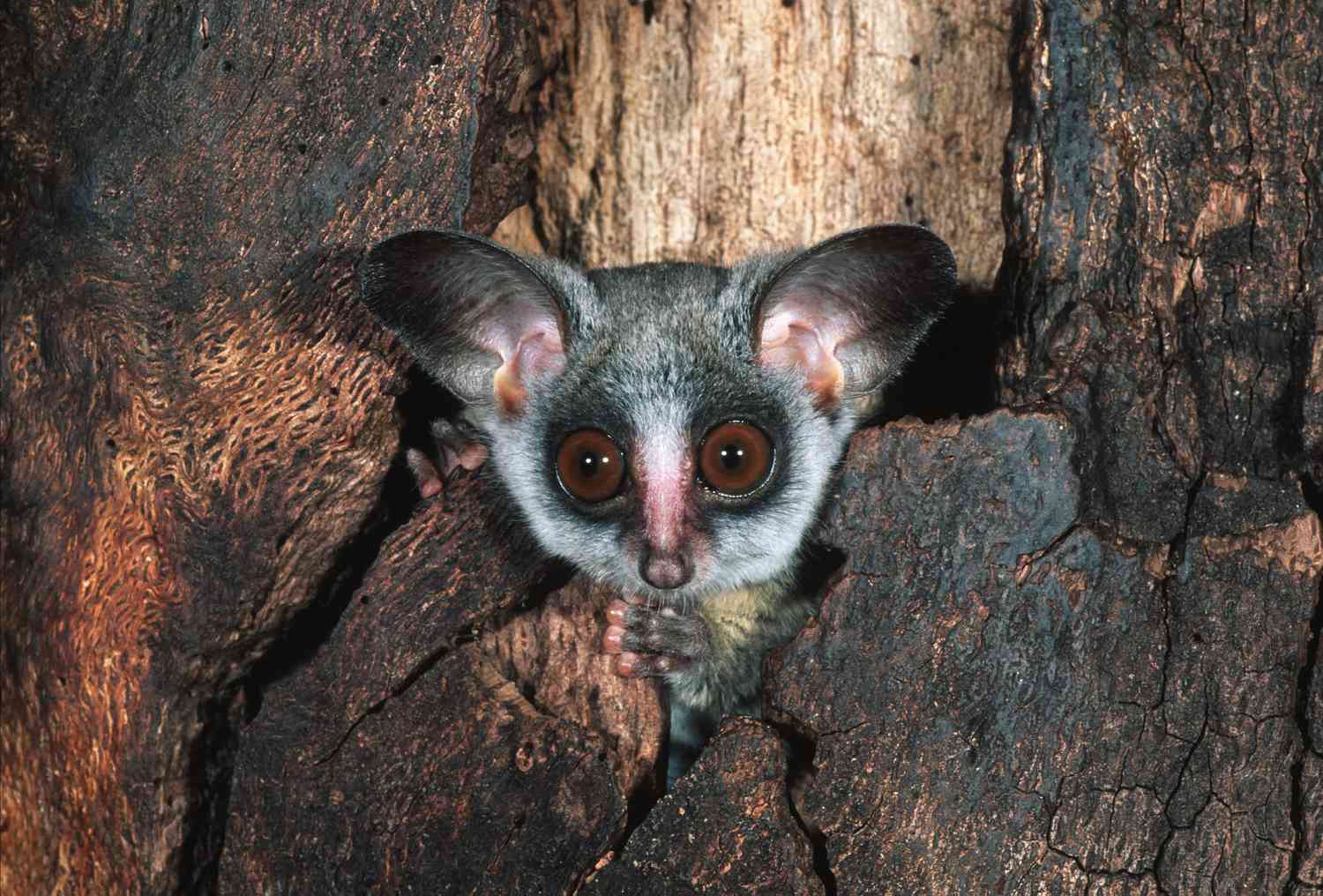 17-facts-about-bushbaby
