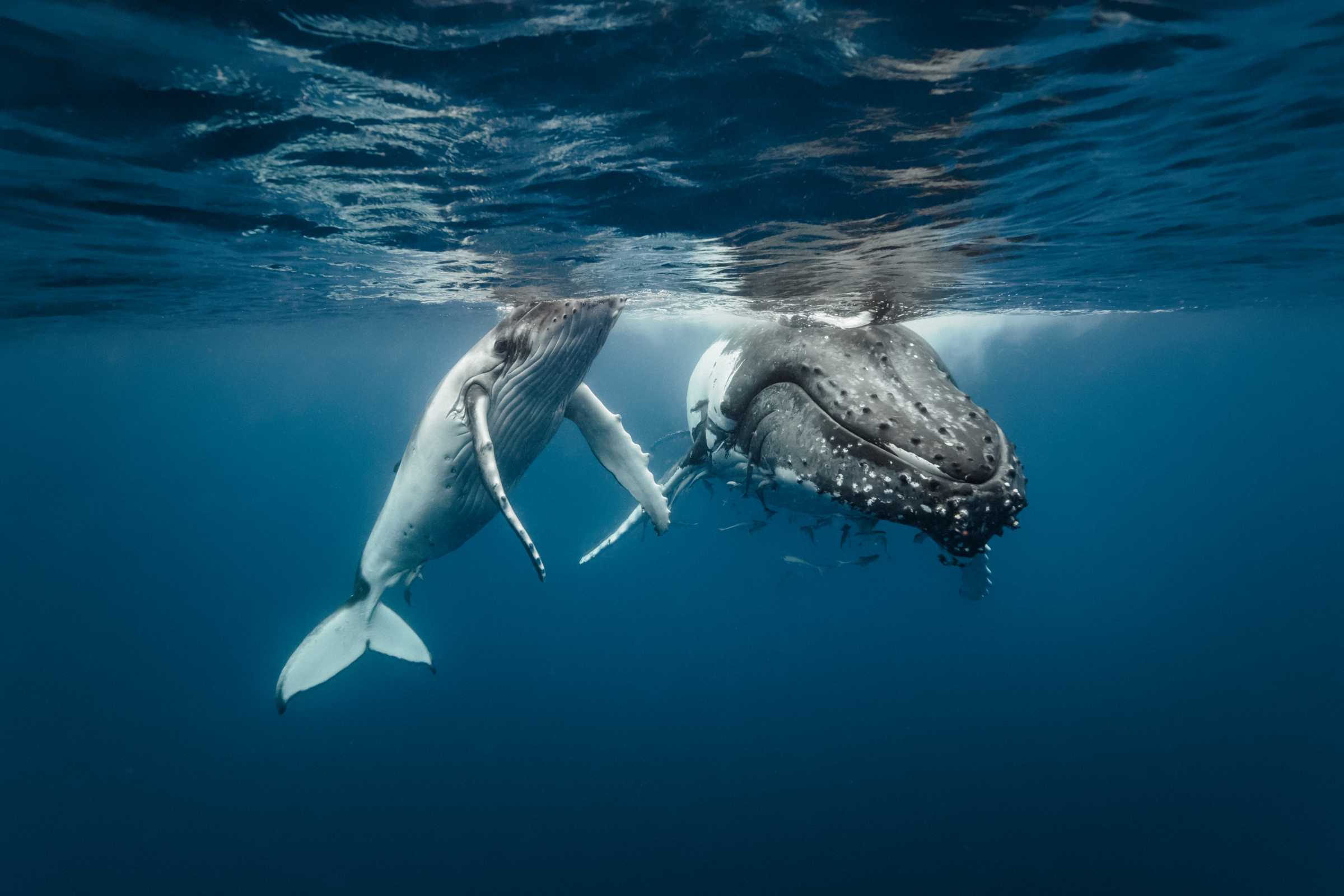 17-facts-about-cetaceans
