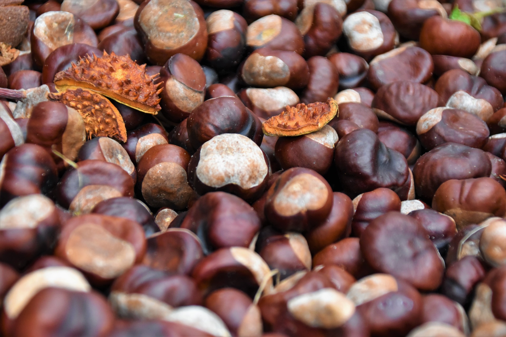 17-facts-about-chestnut