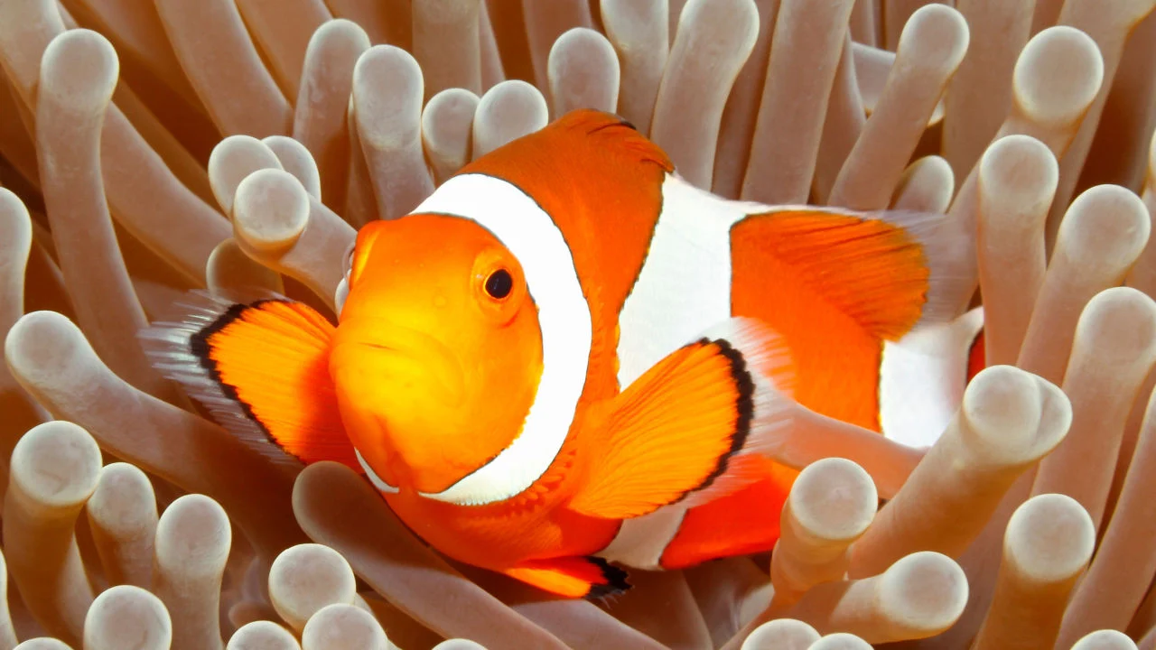 17-facts-about-clownfish