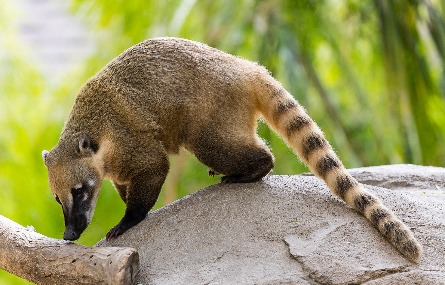 17-facts-about-coati