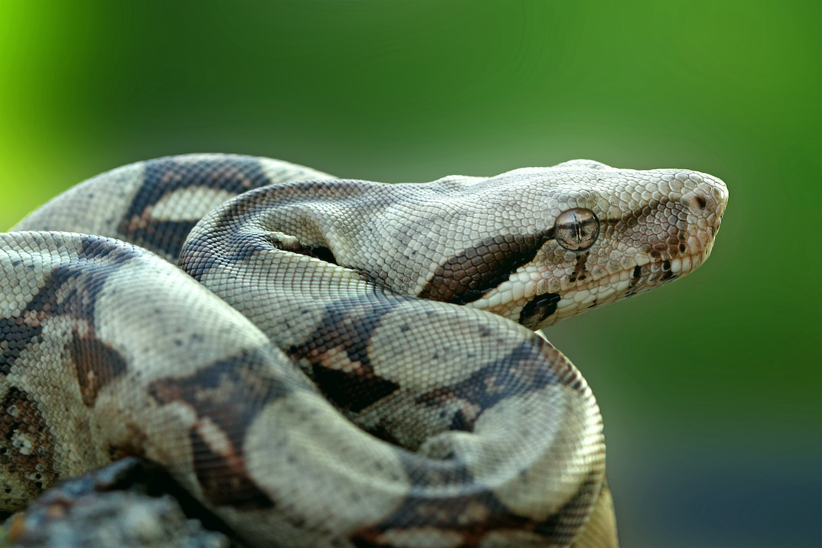 17 Facts About Constrictor - Facts.net