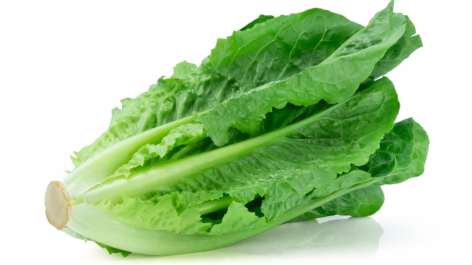 17-facts-about-cos-lettuce