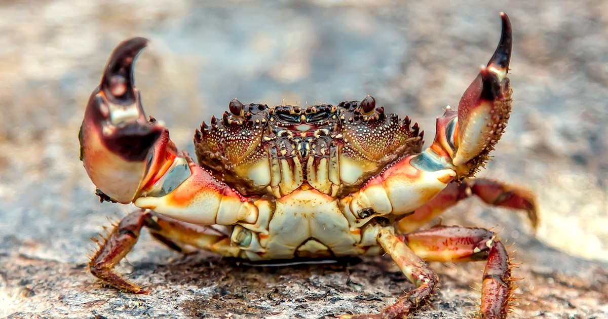 17-facts-about-crabs