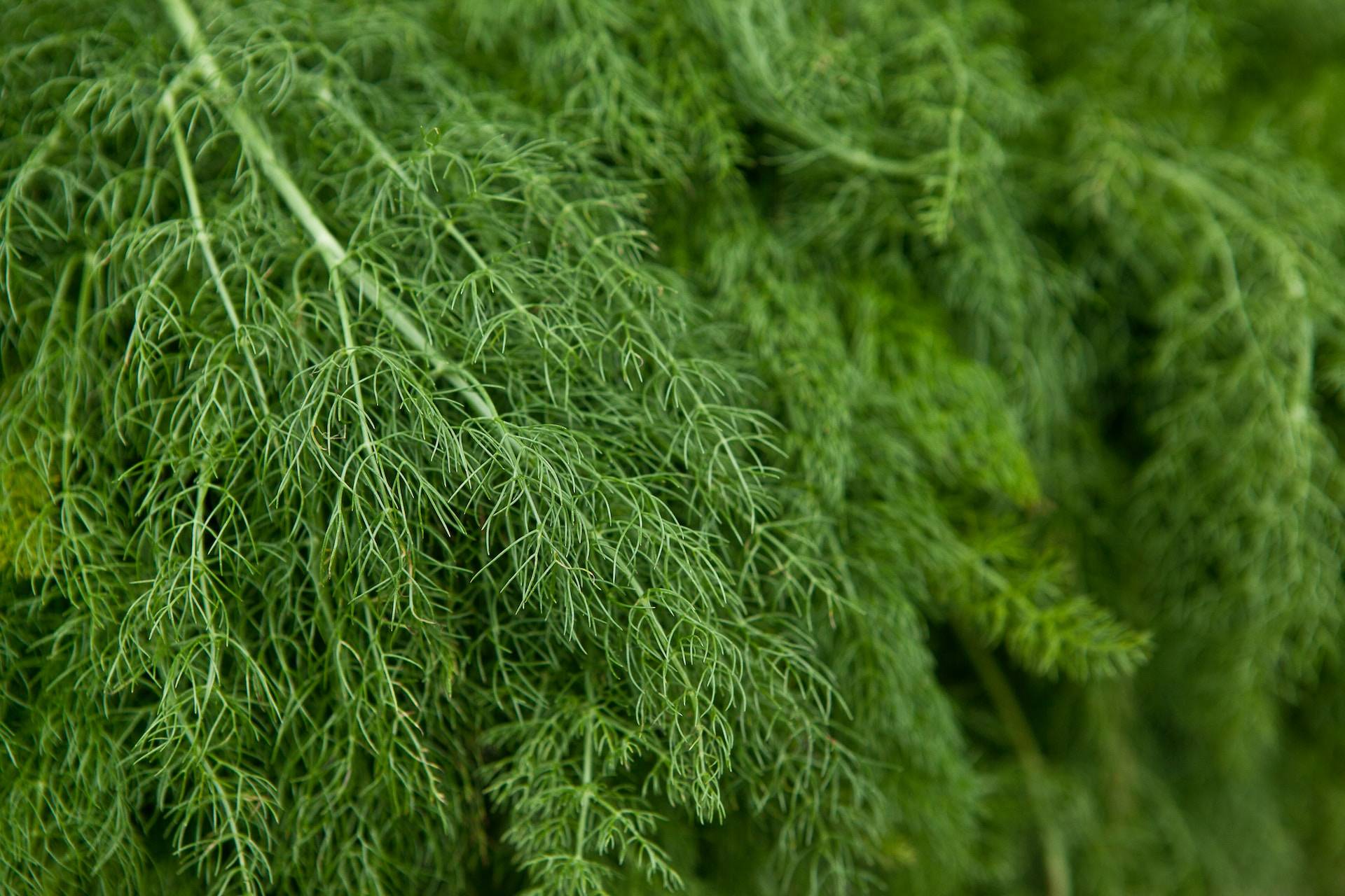 17-facts-about-dill