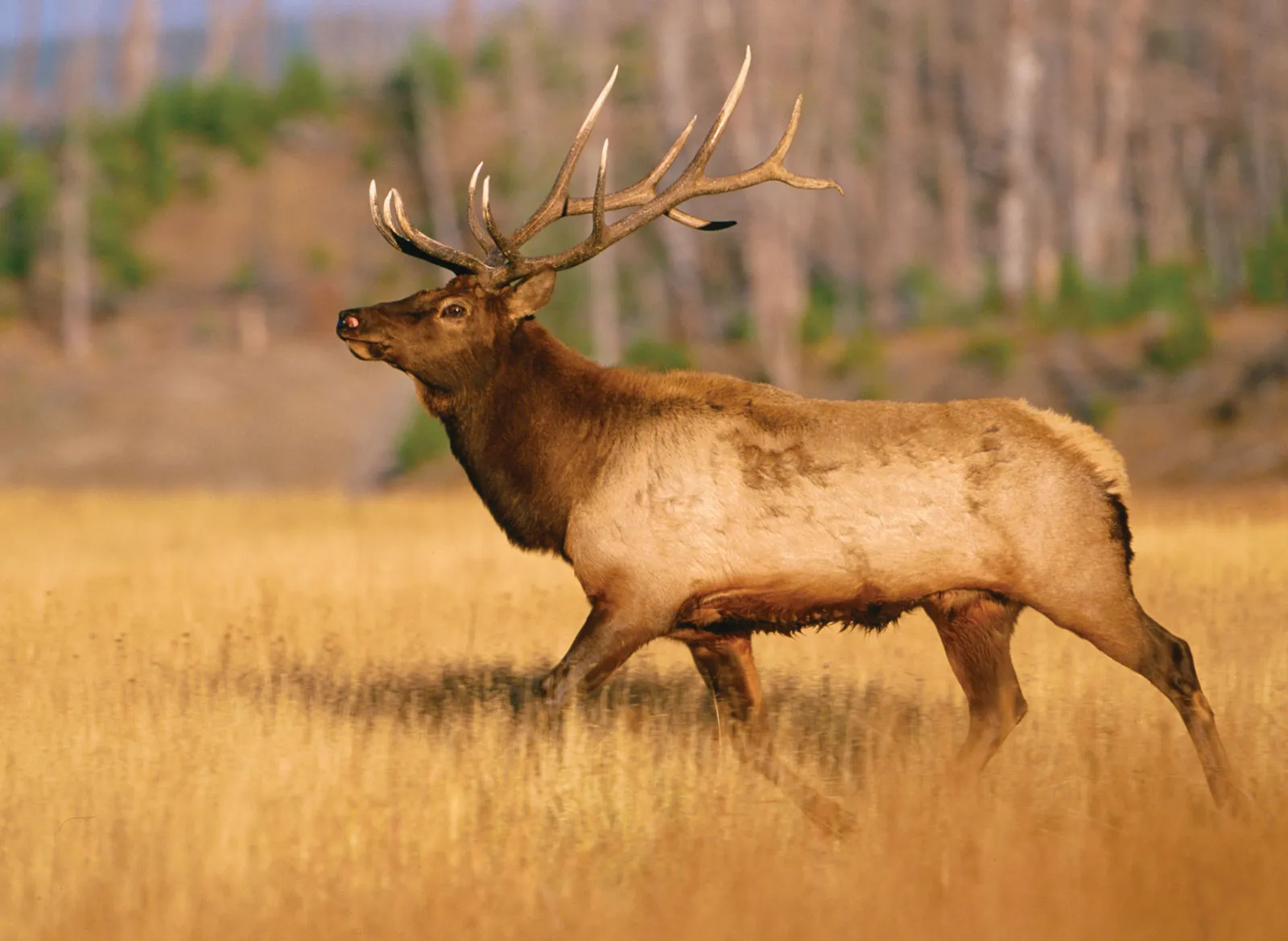 17-facts-about-elk