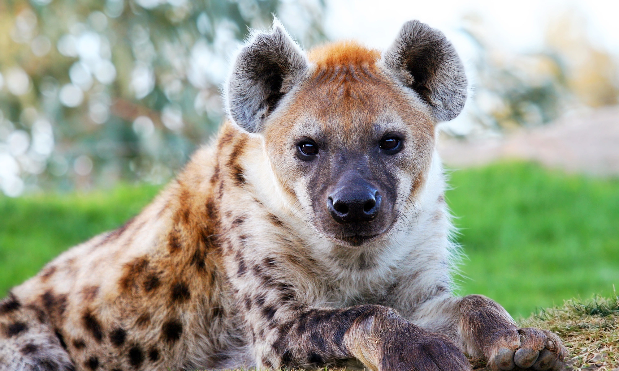 17-facts-about-hyena