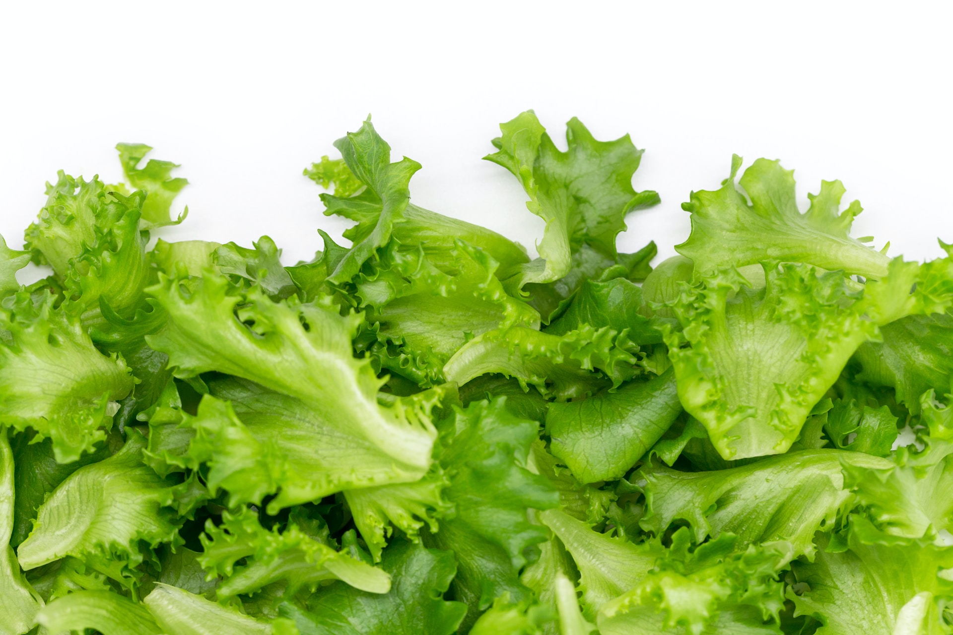 17-facts-about-iceberg-lettuce