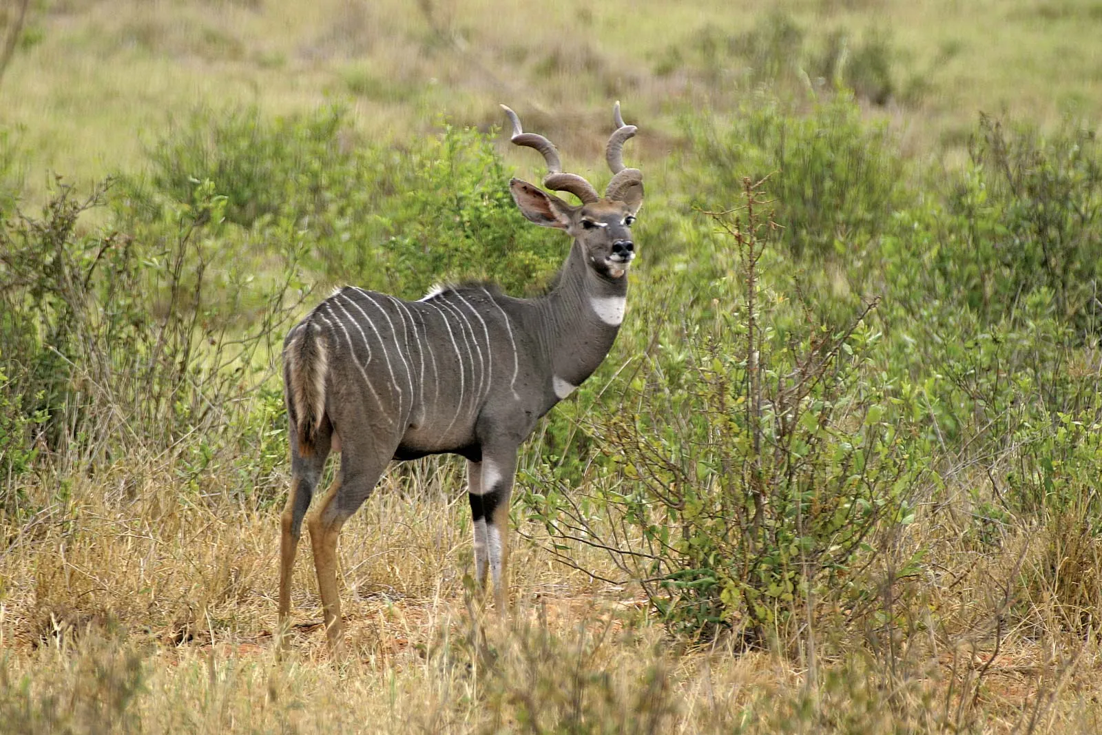 17-facts-about-kudu