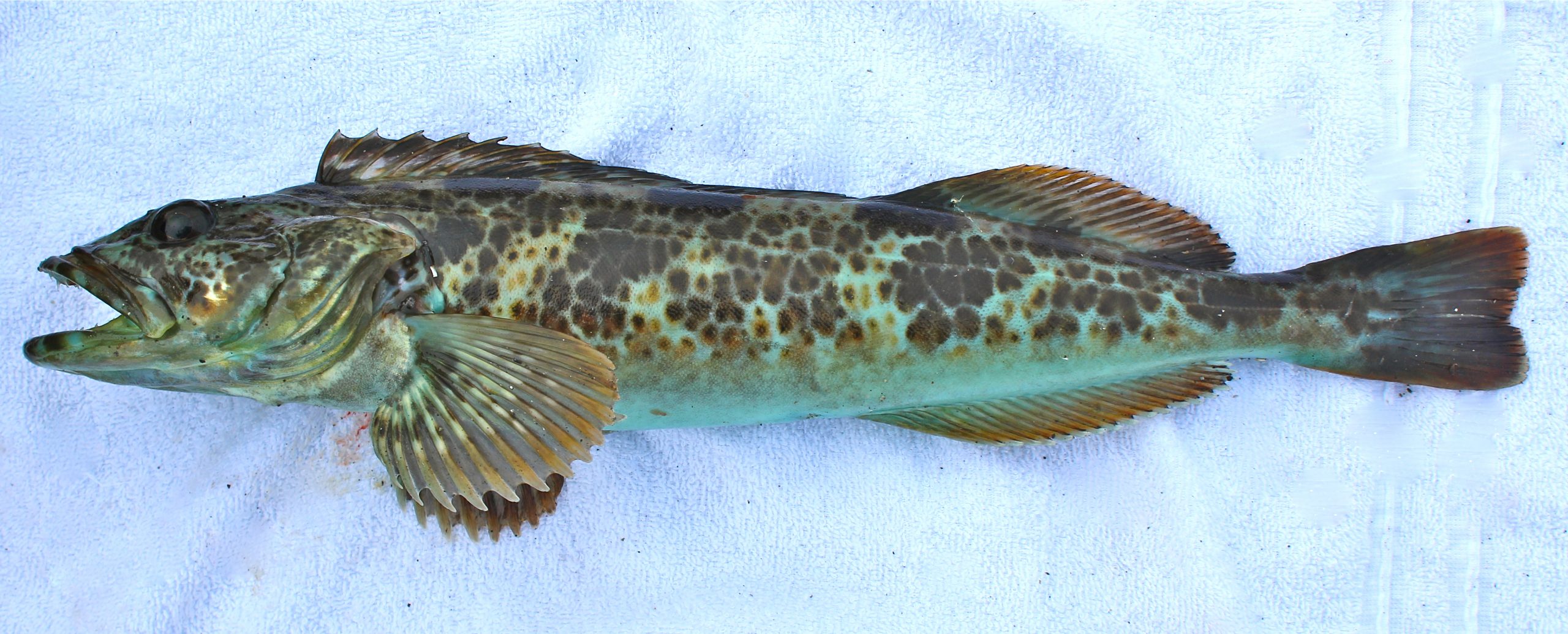 17-facts-about-lingcod