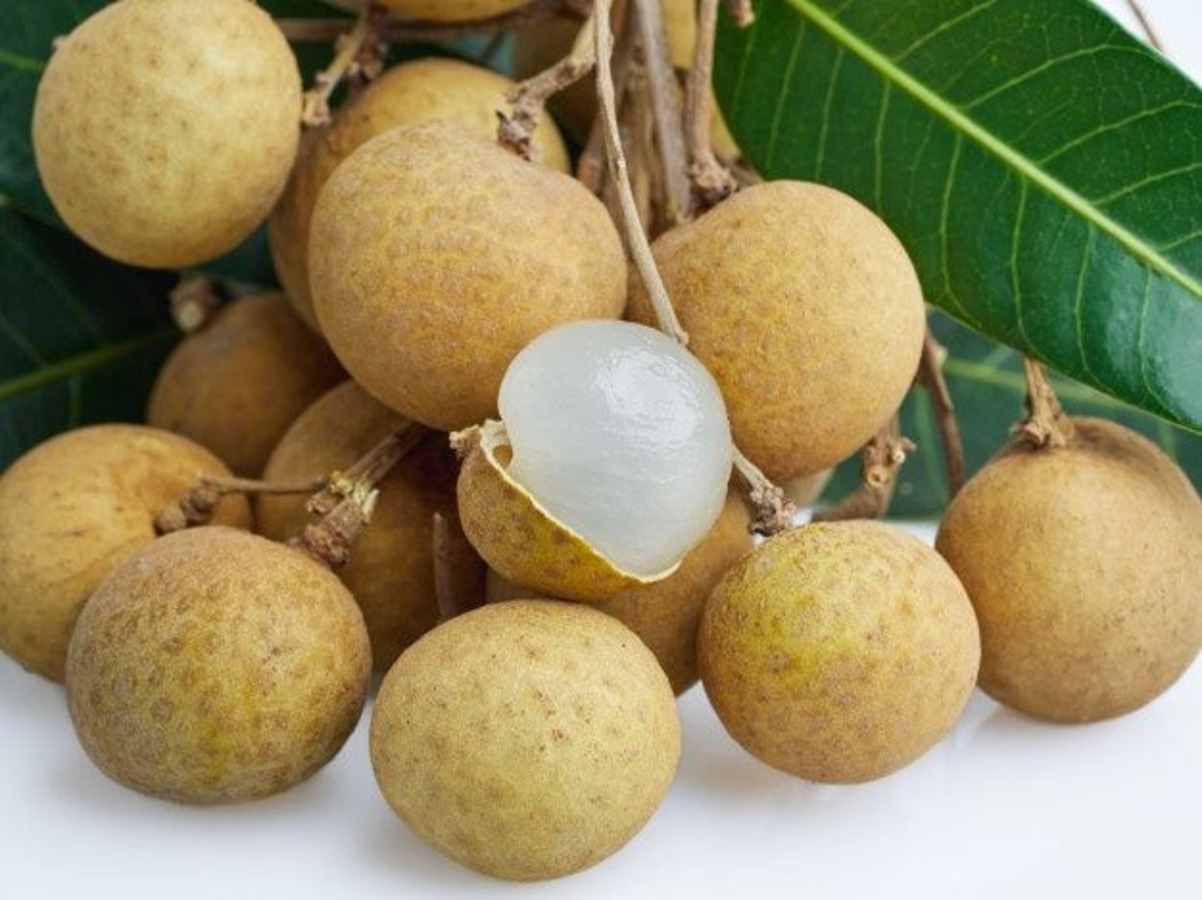 17-facts-about-longan