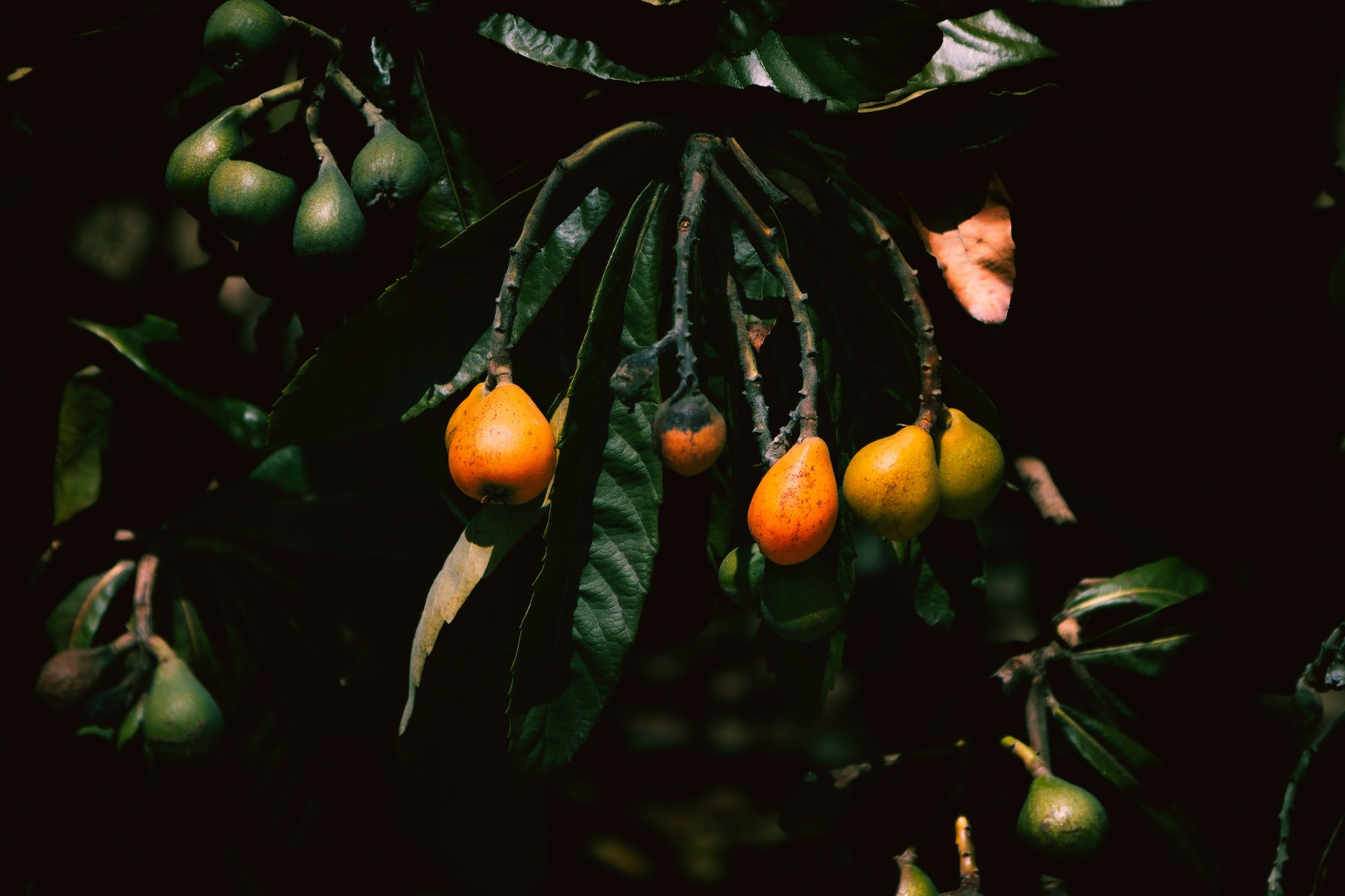 17-facts-about-loquats