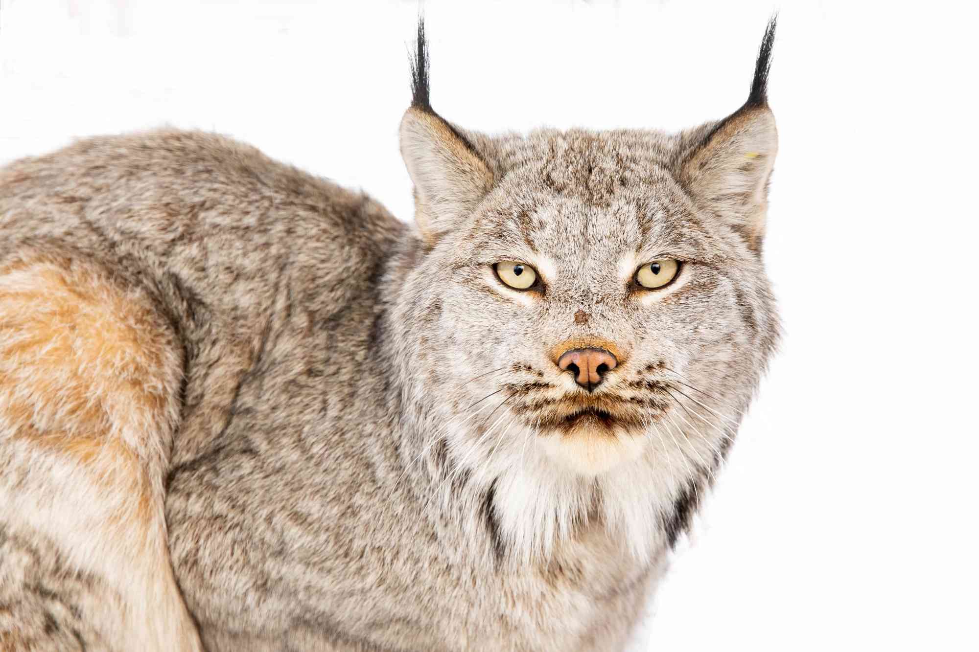 17-facts-about-lynx