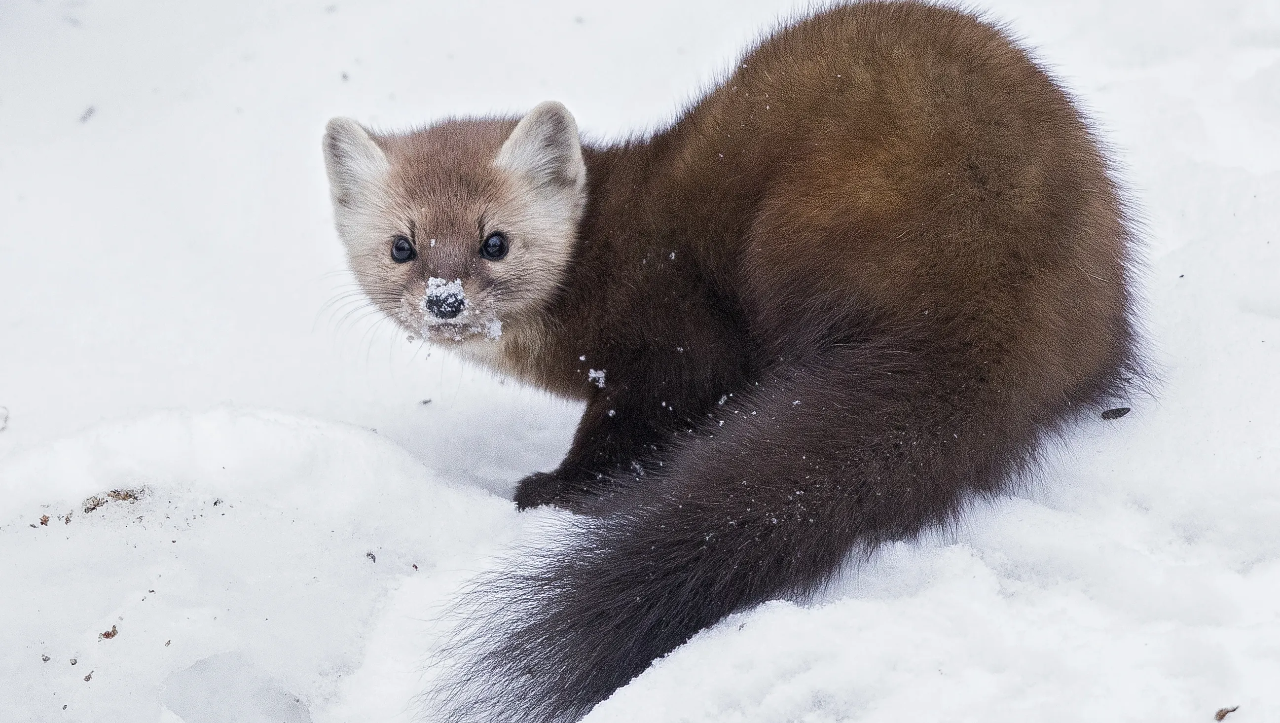 17-facts-about-marten