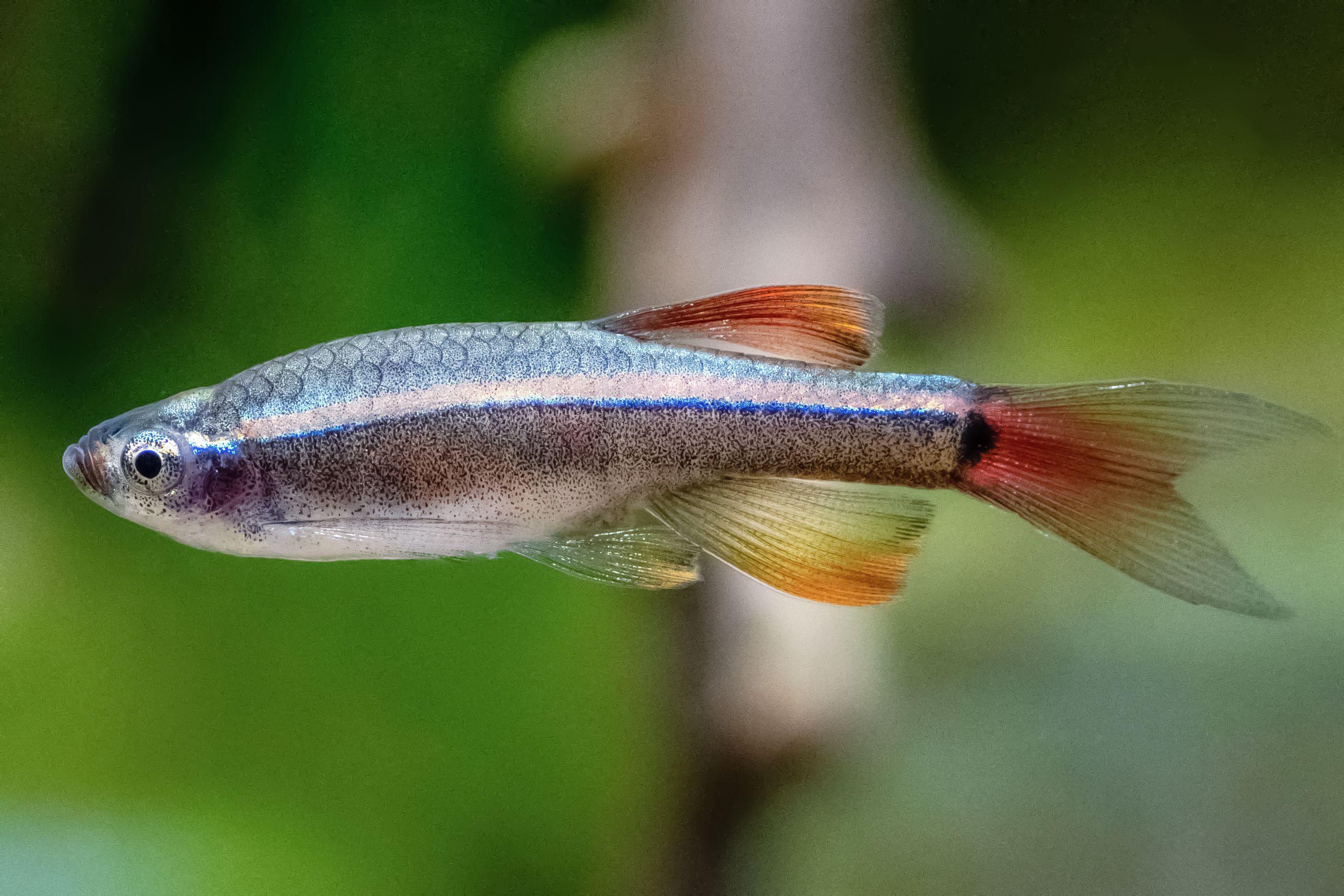 17-facts-about-minnow