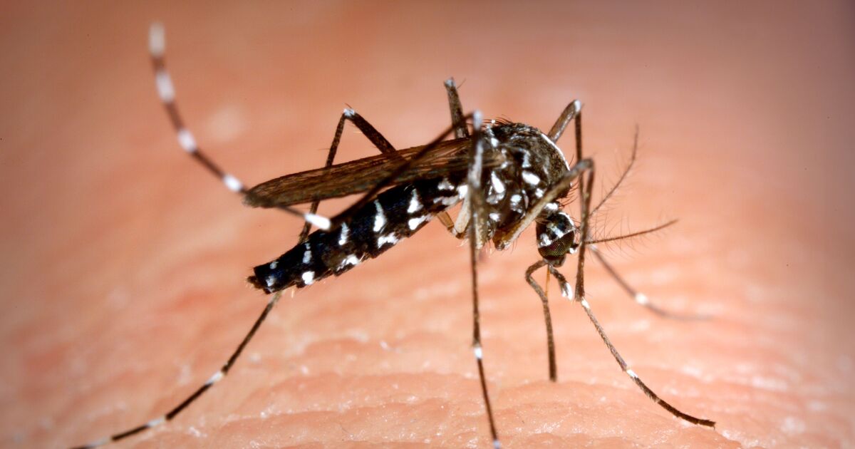 17-facts-about-mosquitos