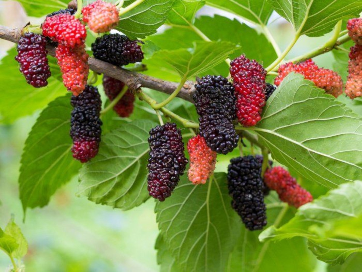 17-facts-about-mulberries