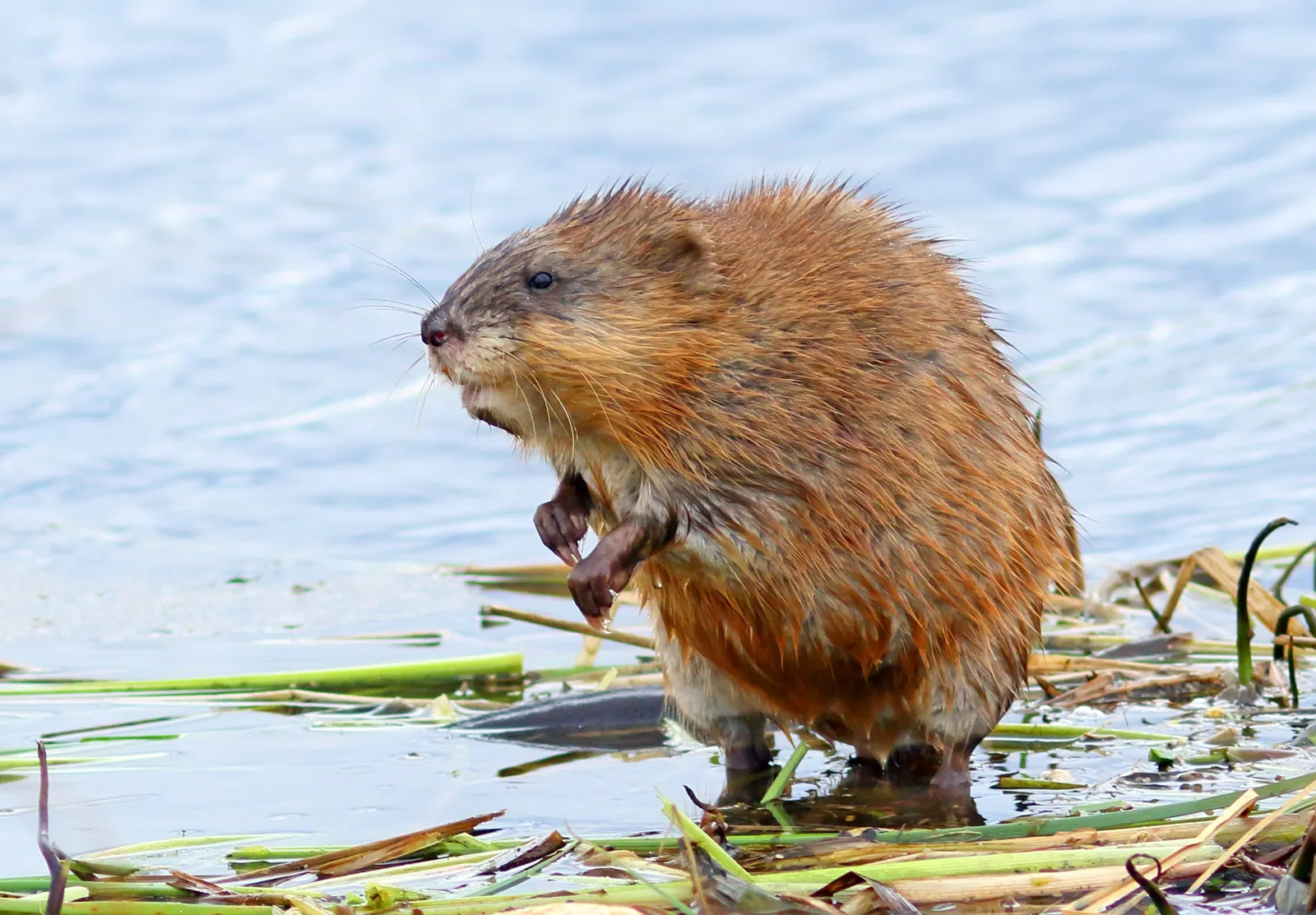 17-facts-about-muskrat
