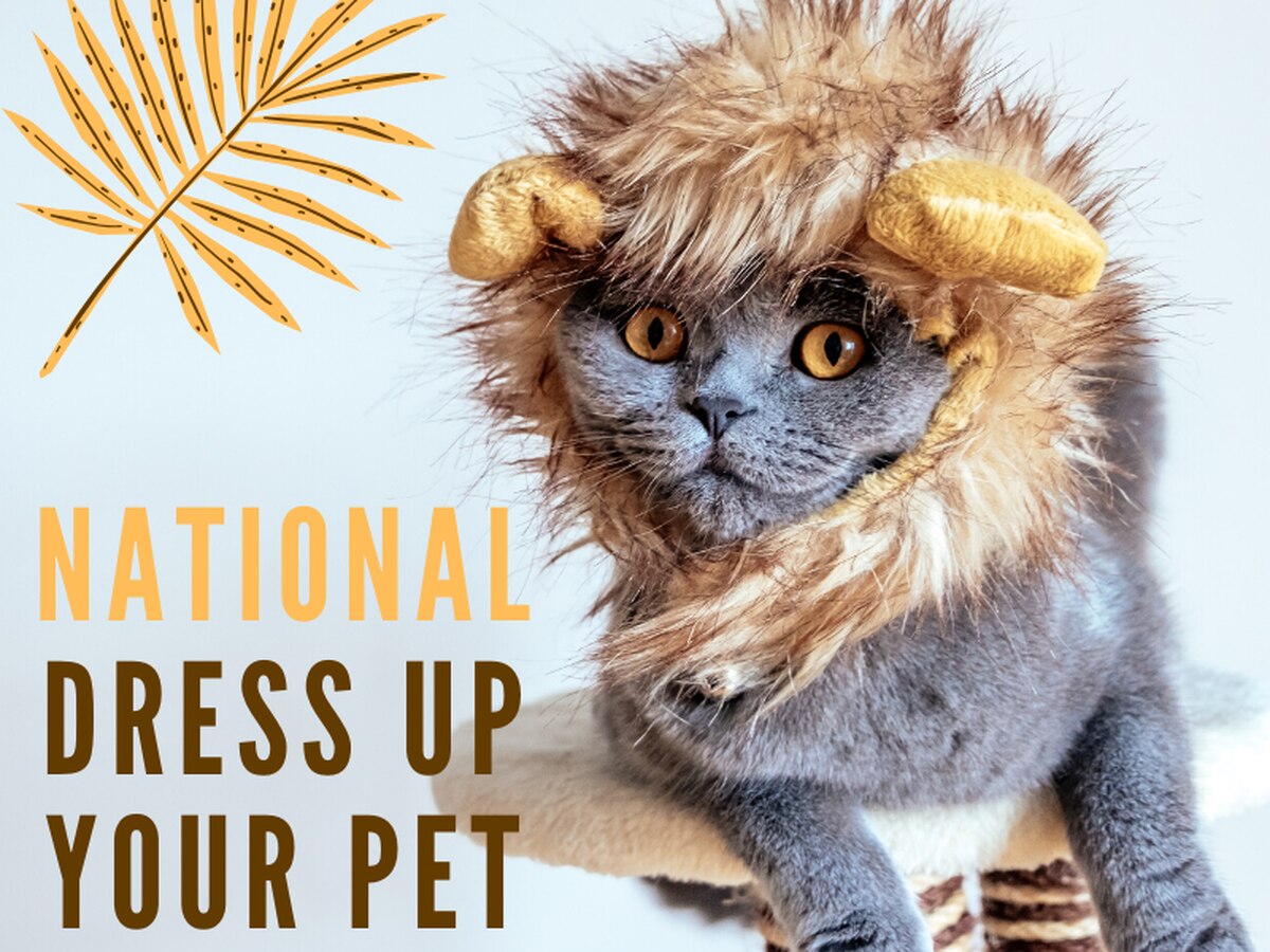 17-facts-about-national-dress-up-your-pet-day
