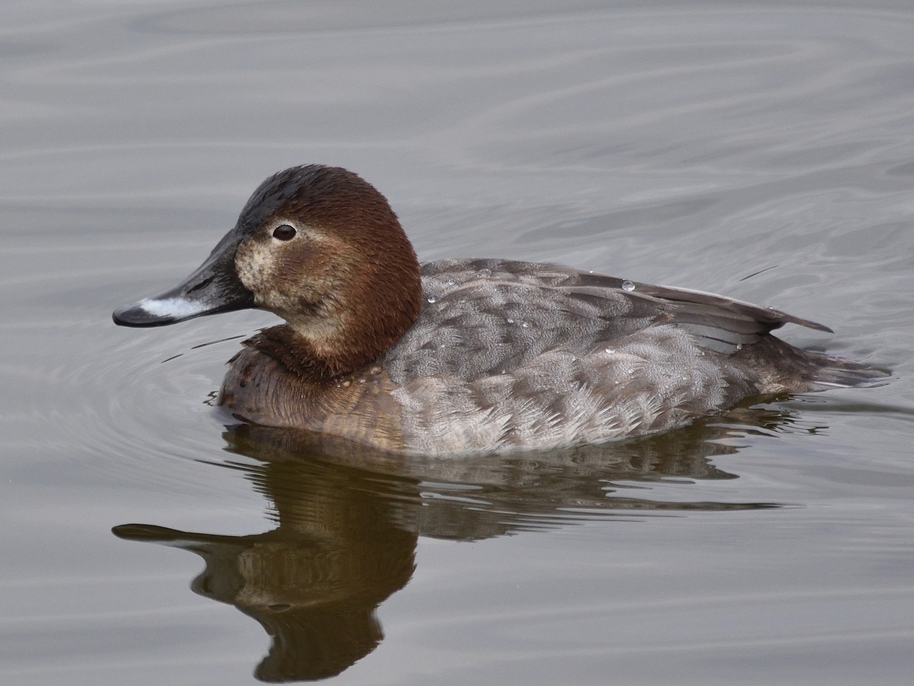 17-facts-about-pochard