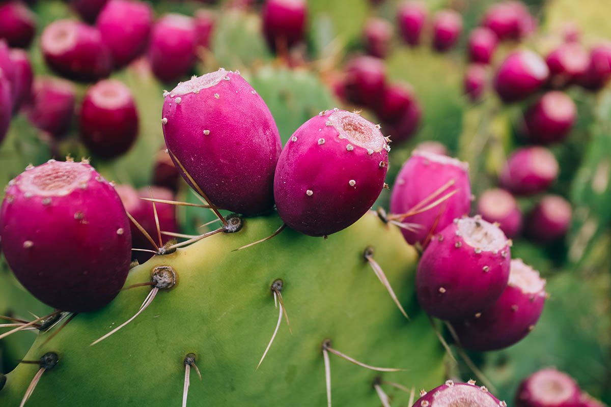 17-facts-about-prickly-pear