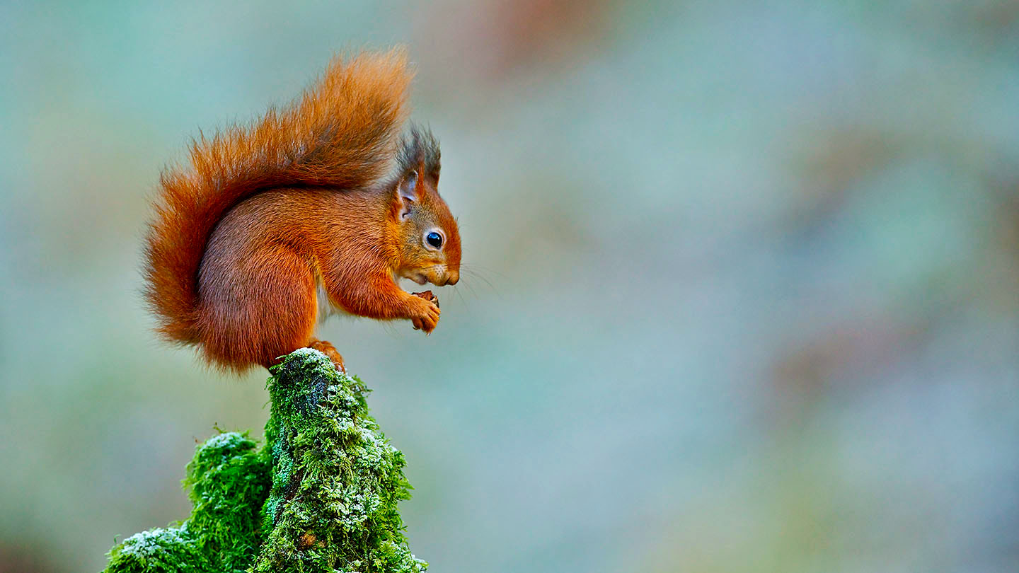 17-facts-about-red-squirrel