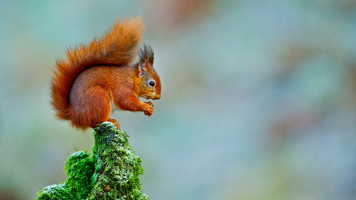 17 Facts About Red Squirrel 