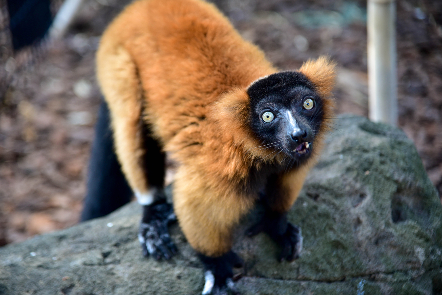 17-facts-about-ruffed-lemur