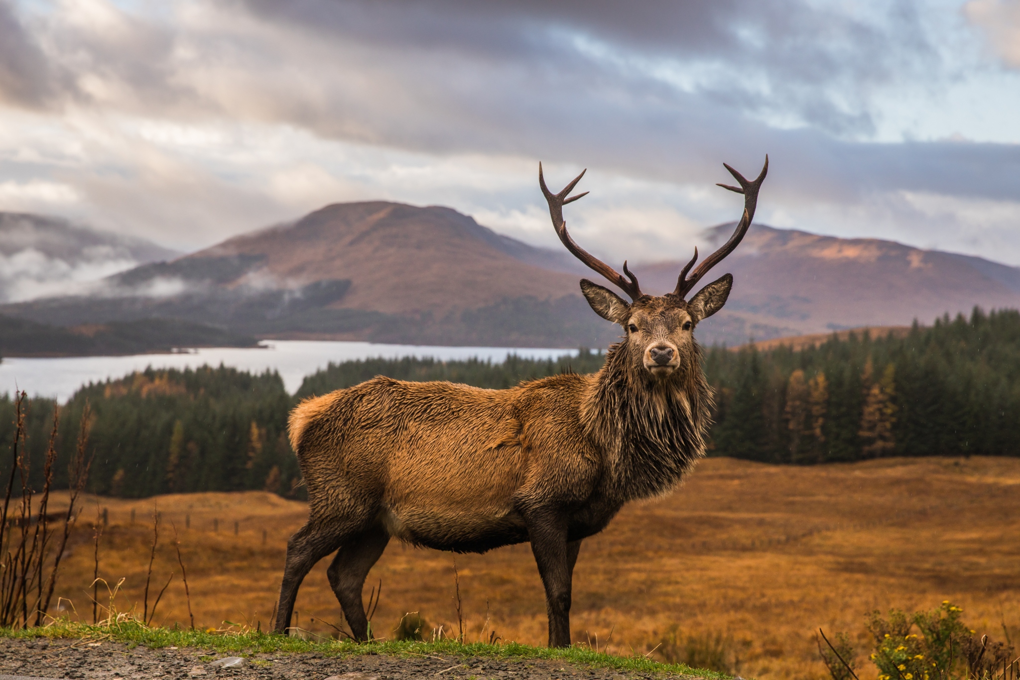 17-facts-about-stag