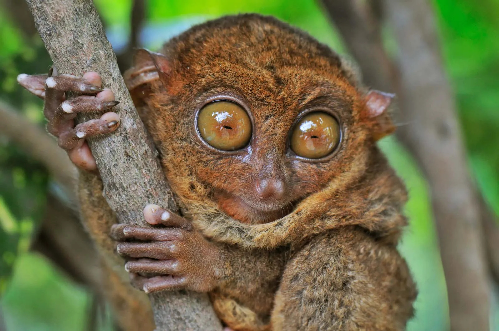 17-facts-about-tarsier